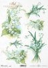 konwalia, konwalie, przebiśnieg, bukiet, kwiat, łąka, ogród, wiosna, R967, lily of the valley, snowdrop, bouquet, flower, meadow, garden, spring, Maiglöckchen, Schneeglöckchen, Strauß, Blume, Wiese, Garten, Frühling, lirio de los valles, campanilla de inv